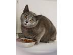 Adopt Dell a Gray or Blue Domestic Shorthair / Domestic Shorthair / Mixed cat in