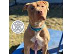 Adopt Apollo a Tan/Yellow/Fawn Mixed Breed (Large) / Mixed dog in Menands