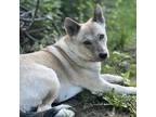 Adopt Aakansha a Tan/Yellow/Fawn Mixed Breed (Medium) / Mixed dog in Menands