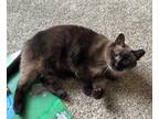 Adopt Duchess a Brown or Chocolate (Mostly) Siamese (short coat) cat in Crown