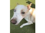 Adopt Ida a White - with Tan, Yellow or Fawn Labrador Retriever / Husky / Mixed