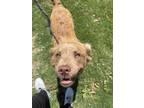 Adopt Lenova a Brown/Chocolate Curly-Coated Retriever / Mixed dog in Baton