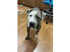 Adopt Adelina a Gray/Blue/Silver/Salt & Pepper American Pit Bull Terrier / Mixed