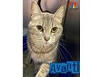 Adopt Avanti a Gray or Blue Domestic Shorthair / Domestic Shorthair / Mixed cat