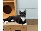 Adopt Sheba a All Black Domestic Shorthair / Domestic Shorthair / Mixed cat in