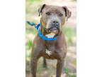 Adopt Oscar a Gray/Blue/Silver/Salt & Pepper American Pit Bull Terrier / Mixed