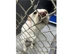 Adopt Krypto a White Husky / Mixed dog in Havelock, NC (41420143)