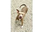 Adopt Hazey a Brown/Chocolate American Pit Bull Terrier / Mixed Breed (Medium) /