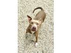Adopt Hazey a Brown/Chocolate American Pit Bull Terrier / Mixed dog in Gray