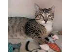 Adopt Little Aurora a Brown Tabby Domestic Shorthair / Mixed Breed (Medium) /