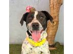 Adopt Pepper a Black - with White Australian Cattle Dog / English Pointer /