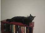 Adopt Pitch a All Black Tabby / Mixed (short coat) cat in Ocala, FL (41164766)