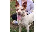 Adopt Leia a White - with Red, Golden, Orange or Chestnut Pit Bull Terrier /