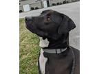 Adopt Ace a Black - with White Pit Bull Terrier / Labrador Retriever / Mixed dog