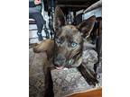 Adopt Hemi a Brown/Chocolate Husky / German Shepherd Dog / Mixed dog in Royal