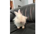 Adopt Snowy a White Lionhead / Mixed (medium coat) rabbit in West Palm Beach