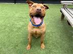 Adopt CHAPO a Red/Golden/Orange/Chestnut Pit Bull Terrier / Mixed dog in Tustin