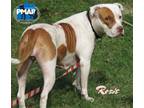 Adopt Rosie a White - with Tan, Yellow or Fawn Pit Bull Terrier / Mixed dog in