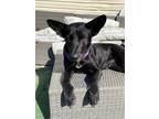 Adopt Elaine a Black Shepherd (Unknown Type) / Mixed dog in Binghamton
