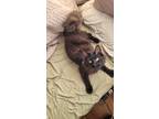 Adopt Mana a All Black Domestic Mediumhair / Mixed (medium coat) cat in