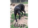 Adopt Blaze a Black Retriever (Unknown Type) / Coonhound / Mixed dog in Mountain
