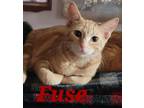 Adopt Fuse a Orange or Red Domestic Shorthair (short coat) cat in Crown Point