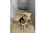 Adopt 55886041 a Tan/Yellow/Fawn German Shepherd Dog / Mixed Breed (Medium) /