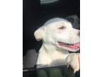 Adopt Quinn- ADOPTED a White Mixed Breed (Medium) / Mixed dog in Atlanta