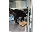 Adopt Mr Whiskers a All Black Domestic Shorthair / Domestic Shorthair / Mixed