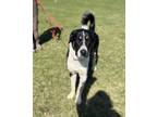 Adopt Apollo a Black Mixed Breed (Large) / Mixed dog in Thunder Bay