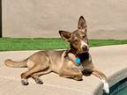 Adopt Arrabbiata a Brown/Chocolate Australian Cattle Dog / Mixed Breed (Medium)