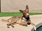 Adopt Arrabbiata a Brown/Chocolate Australian Cattle Dog / Mixed dog in Phoenix
