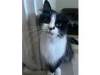 Adopt Amy a All Black Domestic Longhair / Domestic Shorthair / Mixed cat in