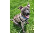Adopt Rolo (Overlooked) a Brindle Mixed Breed (Small) / Mixed Breed (Medium) /