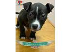 Adopt Thunderbird a Black Mixed Breed (Medium) / Mixed Breed (Medium) / Mixed