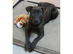 Adopt Reno a Brindle Terrier (Unknown Type, Medium) / Mixed Breed (Medium) /