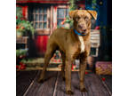 Adopt Huey* a Brown/Chocolate Retriever (Unknown Type) / Mixed dog in Anderson