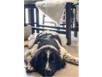 Adopt Bane a White - with Black Newfoundland / Mixed dog in Chesterfield