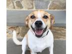 Adopt Poppy a Tan/Yellow/Fawn - with White Jack Russell Terrier / Beagle / Mixed