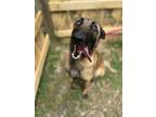 Adopt Jamie a Black - with Tan, Yellow or Fawn Belgian Malinois / Mixed dog in
