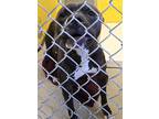 Adopt a Brown/Chocolate - with White Pit Bull Terrier / Mixed dog in Redding