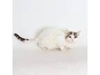 Adopt Baymax a White (Mostly) Domestic Shorthair / Mixed (short coat) cat in