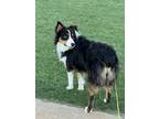 Adopt Bella a Black - with White Australian Shepherd / Border Collie / Mixed dog