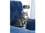 Adopt Charlie a Tiger Striped Domestic Shorthair / Mixed (short coat) cat in