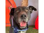 Adopt Panther a Black - with White Pit Bull Terrier / Labrador Retriever / Mixed