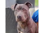 Adopt Niko a Gray/Silver/Salt & Pepper - with White American Pit Bull Terrier /