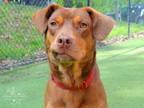 Adopt Lavern a Brown/Chocolate - with Tan Feist / Catahoula Leopard Dog / Mixed