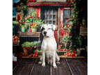 Adopt Serena* a White Mixed Breed (Medium) / Mixed dog in Anderson