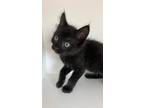 Adopt Jim Jam a All Black Domestic Shorthair / Mixed Breed (Medium) / Mixed