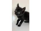 Adopt Jim Jam a All Black Domestic Shorthair / Domestic Shorthair / Mixed cat in